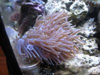 Corn Anemone.jpg