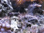 Green Star Polyps.jpg