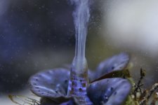 clamspawn.jpg