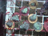 Endive Hydnophora Coral.jpg