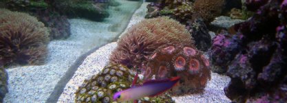 Purple Firefish 2a MR.jpg