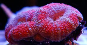 Acans Under LEDs 1.jpg