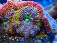 Acans Under LEDs 5.jpg