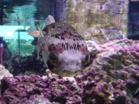 fish tank (2) 011.jpg