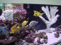 fish tank (2) 004.jpg