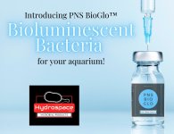 Bioluminescent Bacteria-2.jpg