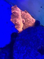778DC2B7-E1C6-4BC2-A697-50703489D7E6.jpeg