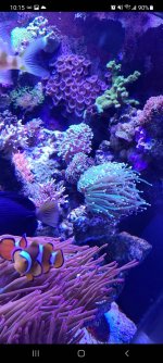 reef1.jpg