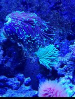 reef2.jpg