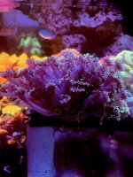 E90721DE-E925-45F9-AD72-C71204E5177A.jpeg
