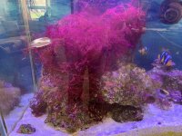 kelp.jpg