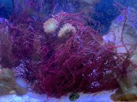 red kelp.jpg