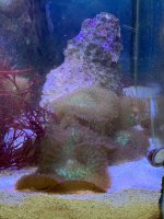live rock with mushroom.jpg