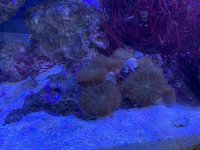 live rock with mushrooom.jpg