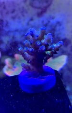 BD72615A-465F-4CDE-8E3E-5D26E30E2E4B.jpeg