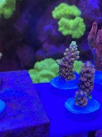 90051052-FE36-44E4-8BA7-D9E214C57729.jpeg