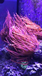 A56293EE-50A9-44DC-A2E7-143A2E14B524.jpeg