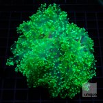 4 P Frogspawn 279.jpg