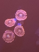 6D51FA1B-08FE-4350-8317-49D2CB4338F8.jpeg