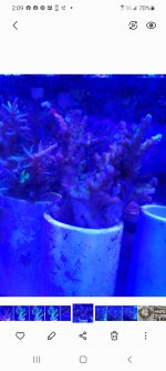 Screenshot_20210613-020958_Gallery.jpg