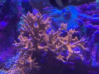 67F5BCA0-60BC-44F6-AB1C-514D7C39A195.jpeg