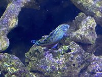 wrasse.jpeg