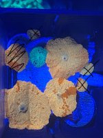 E3527AAA-6CE7-4FD4-9362-28B586FA8911.jpeg