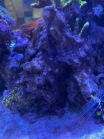 2CBE3D6E-0C6B-44F0-84E1-B40AB77A77D3.jpeg