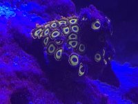 D0F4160E-C9A0-481F-AB22-A3F3CCEB8FDF.jpeg