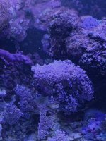 IMG_E2859.JPG