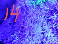 20210824_142455_resized_corals_for_sale.jpg