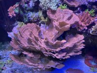 IMG_1139.JPG