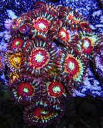 White Zombie Zoa.JPG