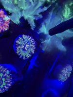 363C96C7-DEDD-459A-BC6D-704F8CB52CC8.jpeg