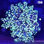 Toxic Green Frogspawn-136.jpg