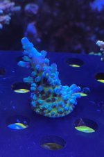 E9CA3674-B76E-4F0C-88E5-B3EEF949582C.jpeg E9CA3674-B76E-4F0C-88E5-B3EEF949582C.jpeg