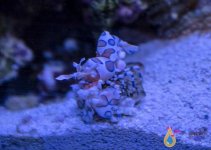 harlequin_shrimp.jpg2_480x480fsdfsdf.jpg