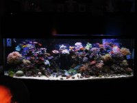 REEF 013.jpg