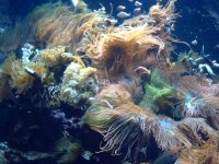 Atlantis Aquarium  9-15-2007 012.jpg