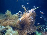 Atlantis Aquarium  9-15-2007 014.jpg