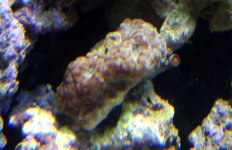 redand green acons .jpg