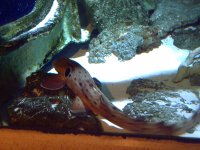 Atlantis Aquarium  9-15-2007 017.jpg