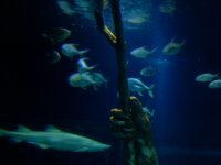 Atlantis Aquarium  9-15-2007 029.jpg