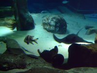 Atlantis Aquarium  9-15-2007 030.jpg