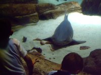 Atlantis Aquarium  9-15-2007 034.jpg