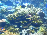 Atlantis Aquarium  9-15-2007 043.jpg