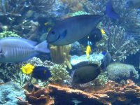 Atlantis Aquarium  9-15-2007 042.jpg