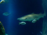 Atlantis Aquarium  9-15-2007 032.jpg