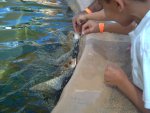 Atlantis Aquarium  9-15-2007 047.jpg