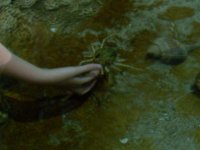 Atlantis Aquarium  9-15-2007 053.jpg